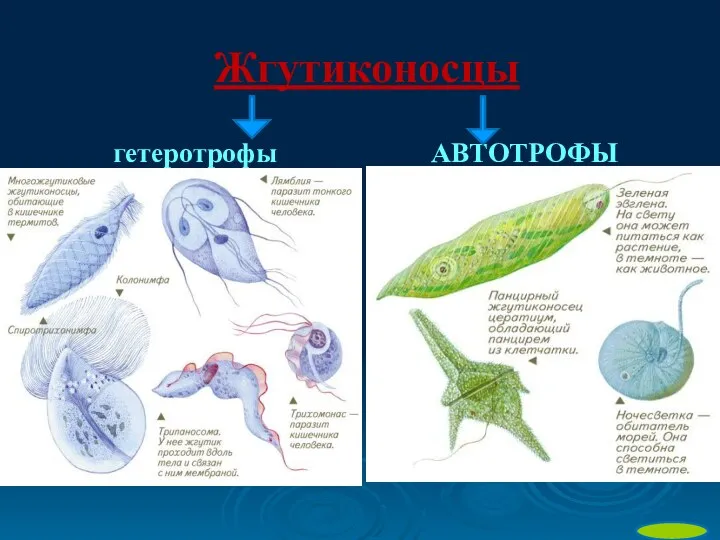 Жгутиконосцы гетеротрофы АВТОТРОФЫ