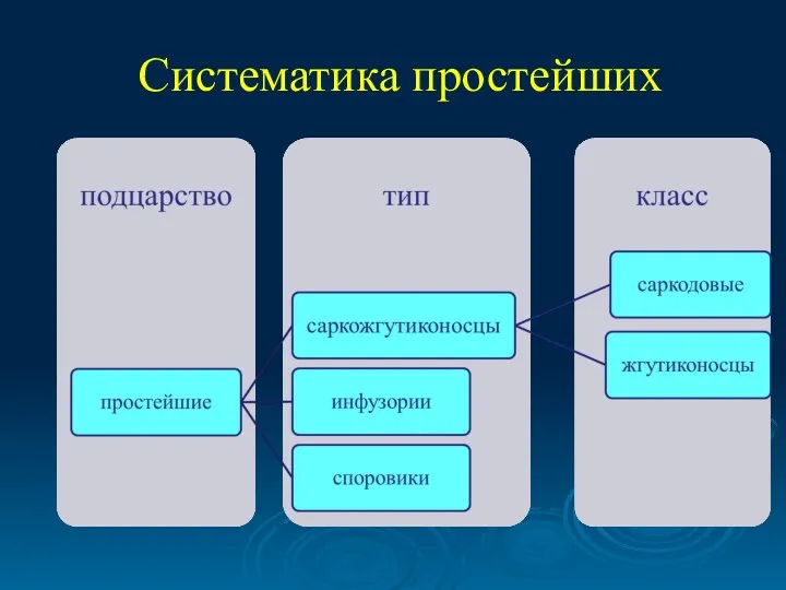 Систематика простейших