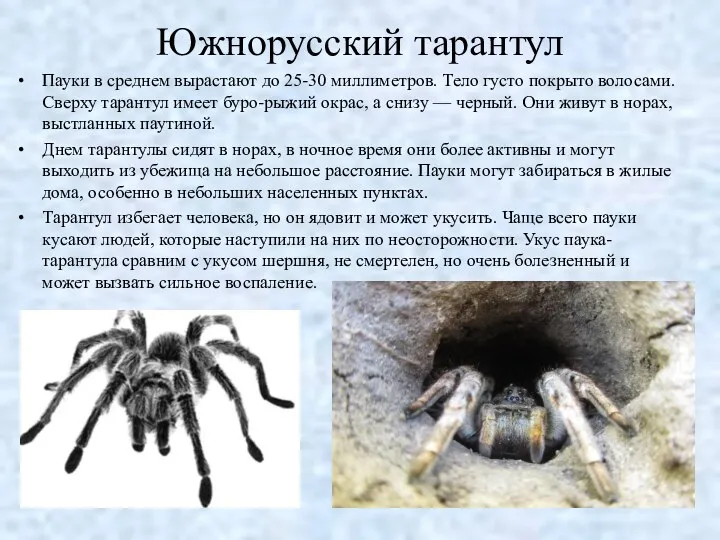 Южнорусский тарантул Пауки в среднем вырастают до 25-30 миллиметров. Тело
