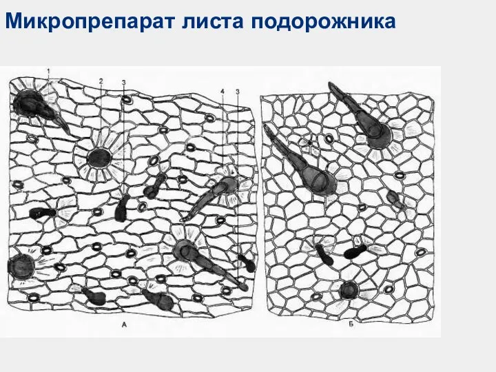 Микропрепарат листа подорожника