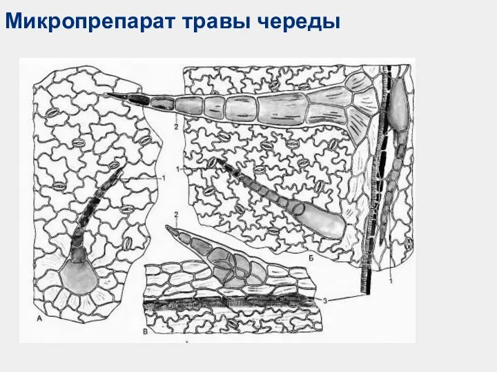 Микропрепарат травы череды