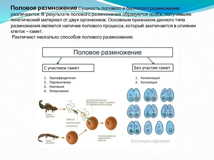 Половое размножение Сущность полового и бесполого размножения различаются. В результате