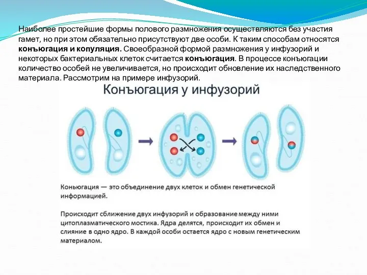 Наиболее простейшие формы полового размножения осуществляются без участия гамет, но