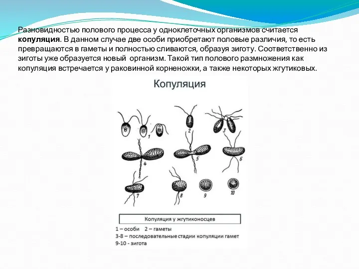 Разновидностью полового процесса у одноклеточных организмов считается копуляция. В данном