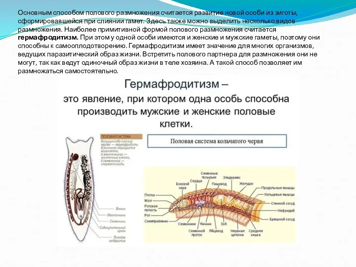 Основным способом полового размножения считается развитие новой особи из зиготы,