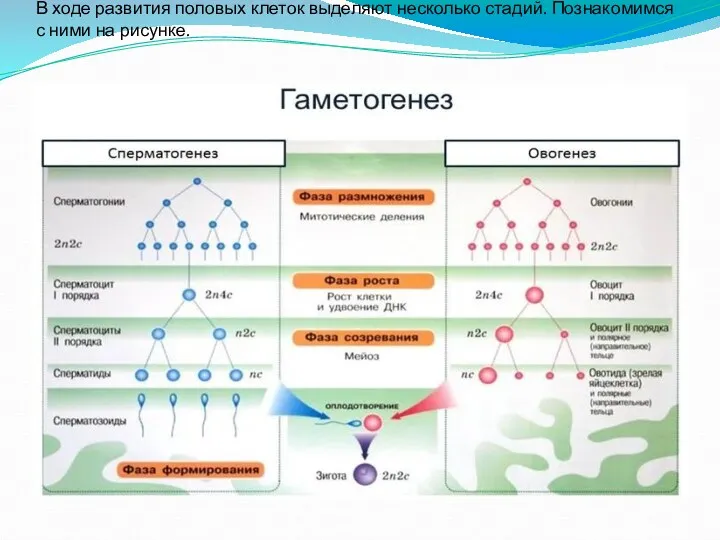 В ходе развития половых клеток выделяют несколько стадий. Познакомимся с ними на рисунке.