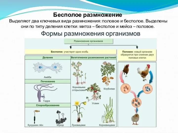 Бесполое размножение Выделяют два ключевых вида размножения: половое и бесполое.