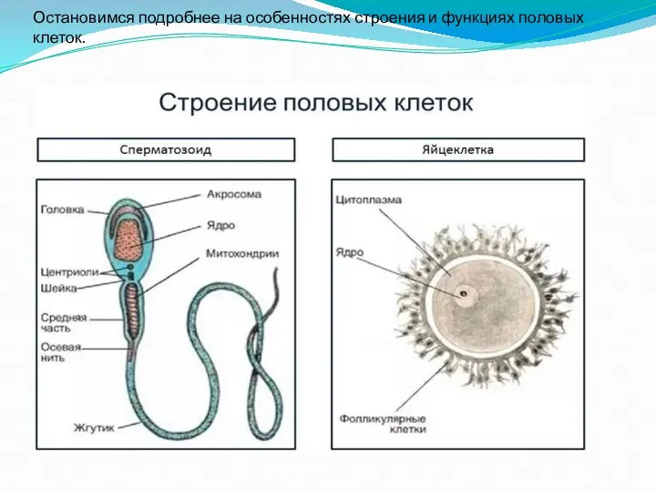 Остановимся подробнее на особенностях строения и функциях половых клеток.