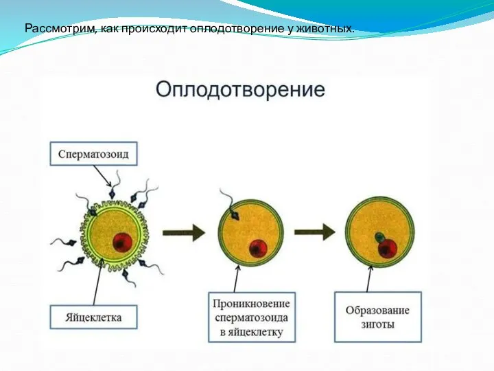 Рассмотрим, как происходит оплодотворение у животных.