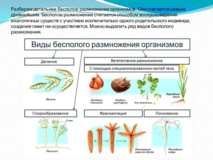 Разберем детальнее бесполое размножение организмов. Оно считается самым древнейшим. Бесполое