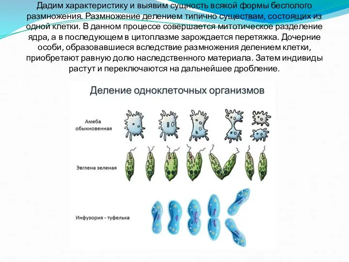 Дадим характеристику и выявим сущность всякой формы бесполого размножения. Размножение