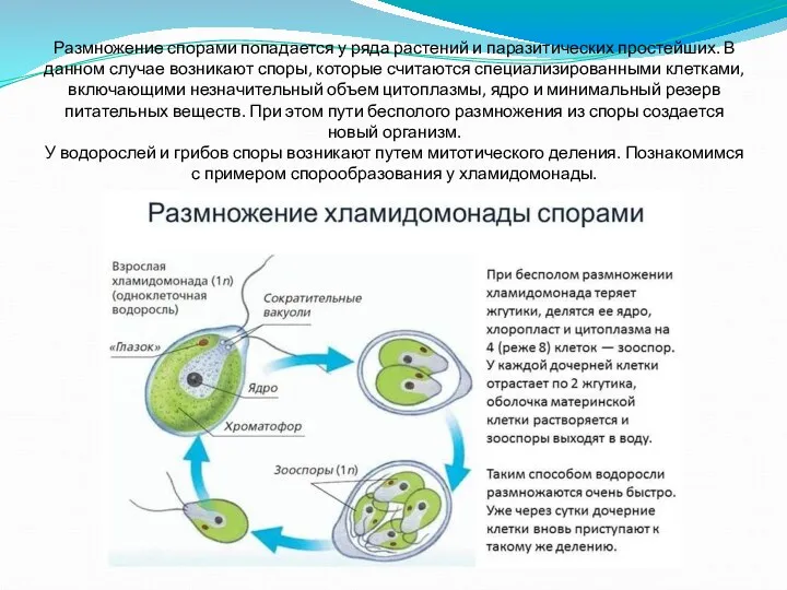 Размножение спорами попадается у ряда растений и паразитических простейших. В