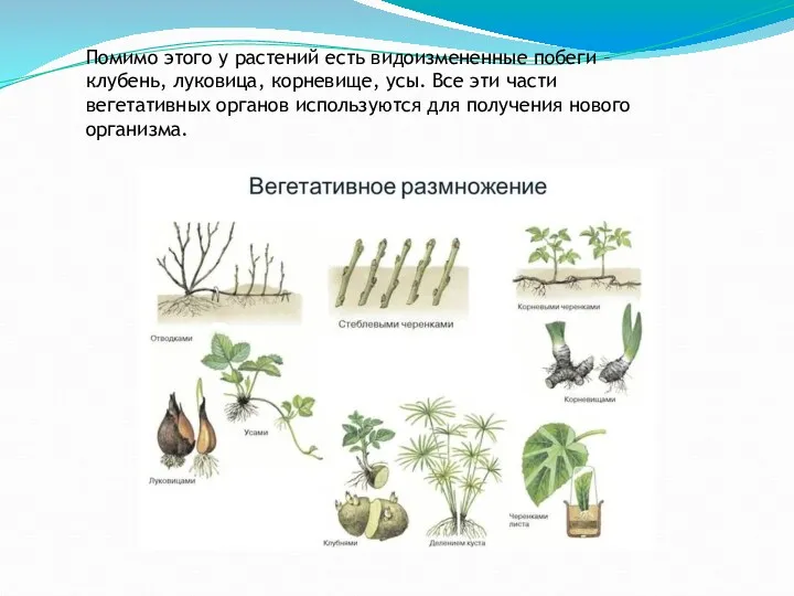 Помимо этого у растений есть видоизмененные побеги – клубень, луковица,