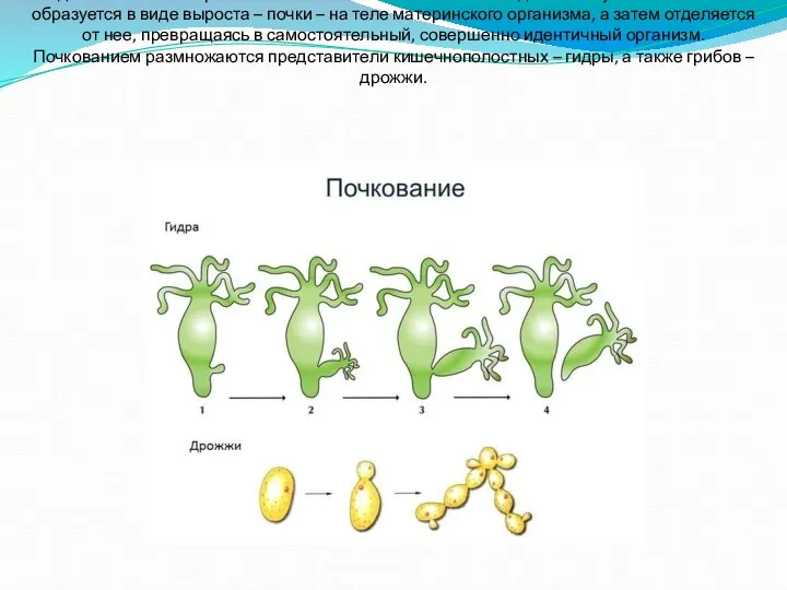 Одним из способов размножения считается почкование. В данном случае новая