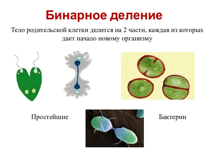 Бинарное деление Тело родительской клетки делится на 2 части, каждая