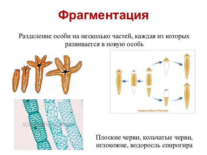 Фрагментация Разделение особи на несколько частей, каждая из которых развивается