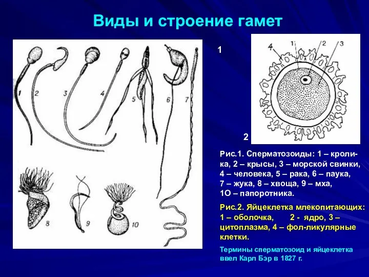 Виды и строение гамет 1 2 Рис.1. Сперматозоиды: 1 – кроли-ка, 2 –