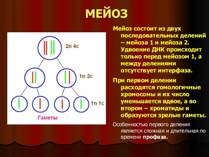 МЕЙОЗ Мейоз состоит из двух последовательных делений – мейоза 1 и мейоза 2.