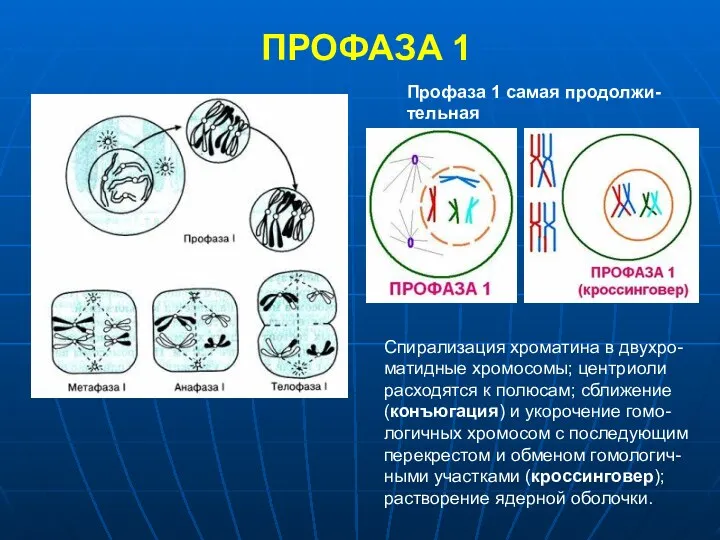ПРОФАЗА 1 Профаза 1 самая продолжи-тельная Спирализация хроматина в двухро-матидные хромосомы; центриоли расходятся