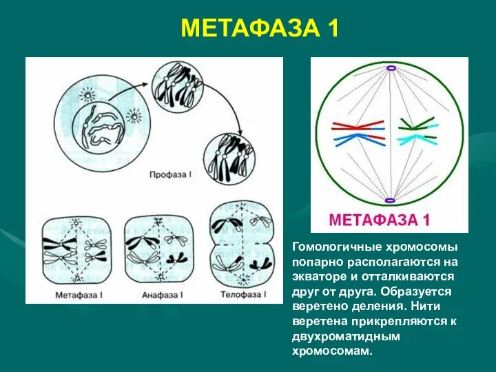 МЕТАФАЗА 1 Гомологичные хромосомы попарно располагаются на экваторе и отталкиваются друг от друга.