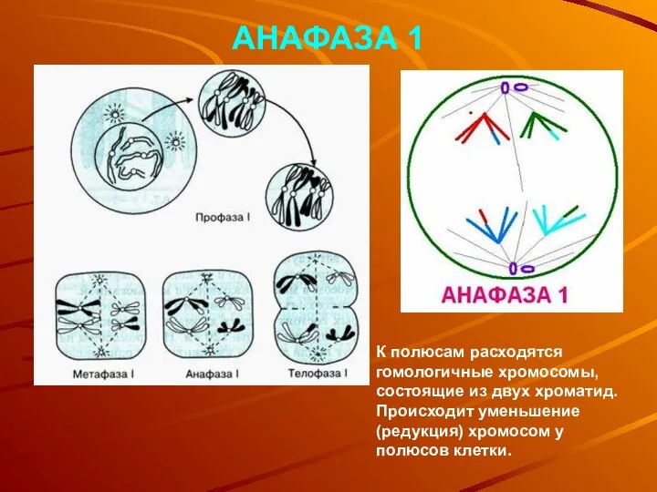 АНАФАЗА 1 К полюсам расходятся гомологичные хромосомы, состоящие из двух хроматид. Происходит уменьшение