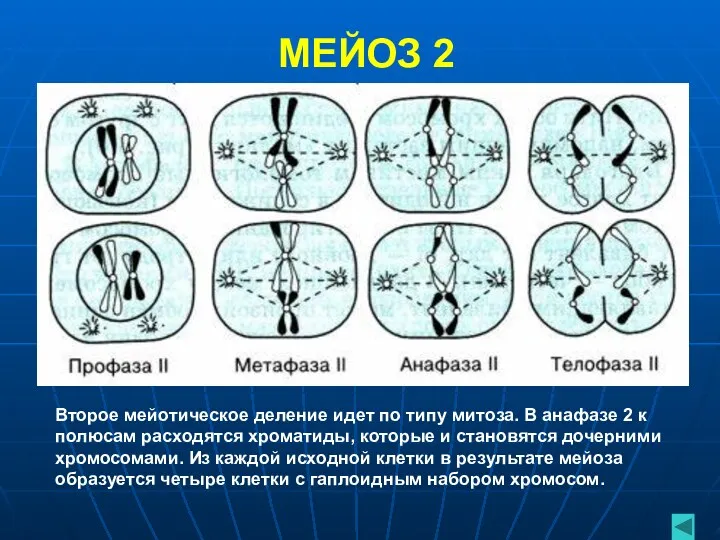 МЕЙОЗ 2 Второе мейотическое деление идет по типу митоза. В анафазе 2 к