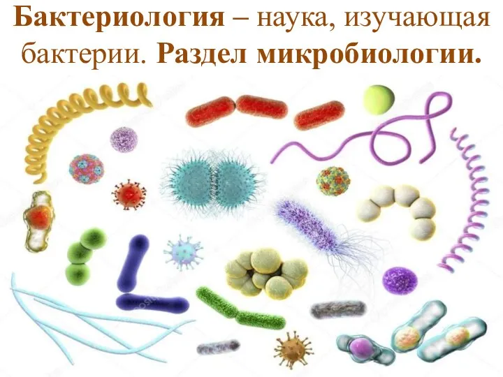 Бактериология – наука, изучающая бактерии. Раздел микробиологии.