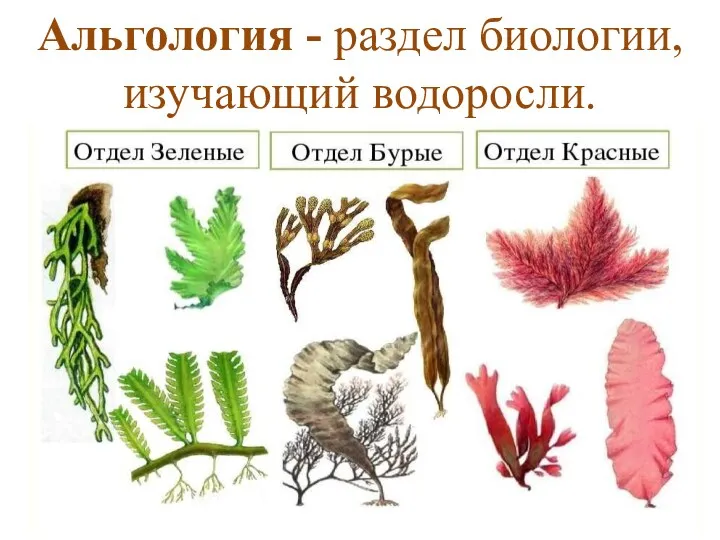 Альгология - раздел биологии, изучающий водоросли.