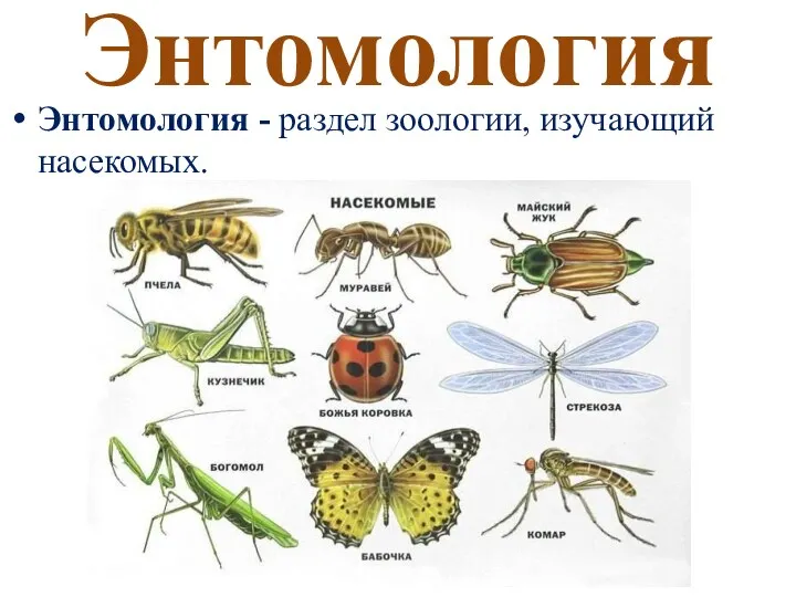 Энтомология Энтомология - раздел зоологии, изучающий насекомых.