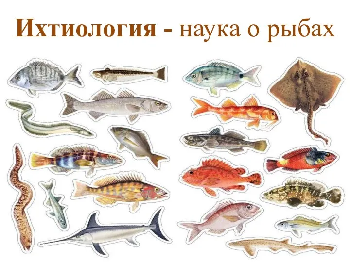 Ихтиология - наука о рыбах