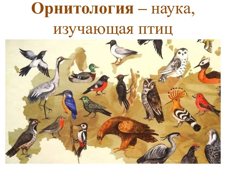 Орнитология – наука, изучающая птиц