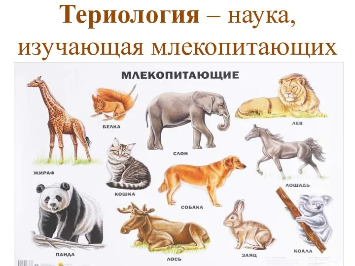 Териология – наука, изучающая млекопитающих
