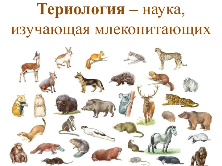 Териология – наука, изучающая млекопитающих