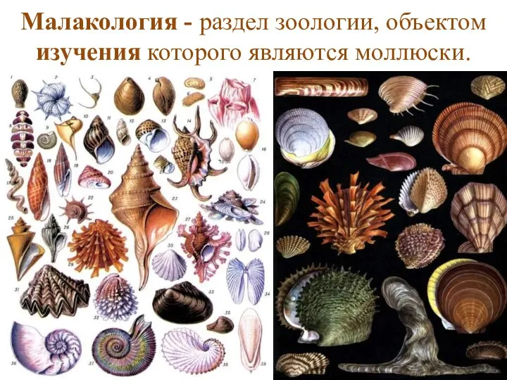 Малакология - раздел зоологии, объектом изучения которого являются моллюски.