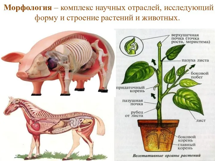 Морфология – комплекс научных отраслей, исследующий форму и строение растений и животных.