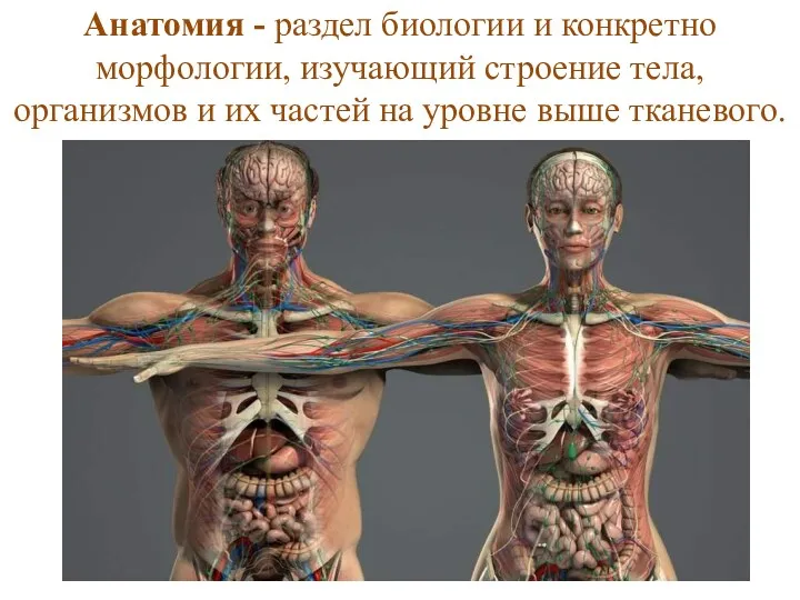 Анатомия - раздел биологии и конкретно морфологии, изучающий строение тела, организмов и их