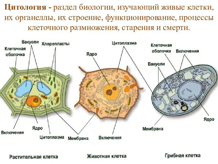 Цитология - раздел биологии, изучающий живые клетки, их органеллы, их строение, функционирование, процессы