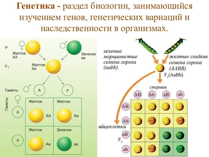 Генетика - раздел биологии, занимающийся изучением генов, генетических вариаций и наследственности в организмах.