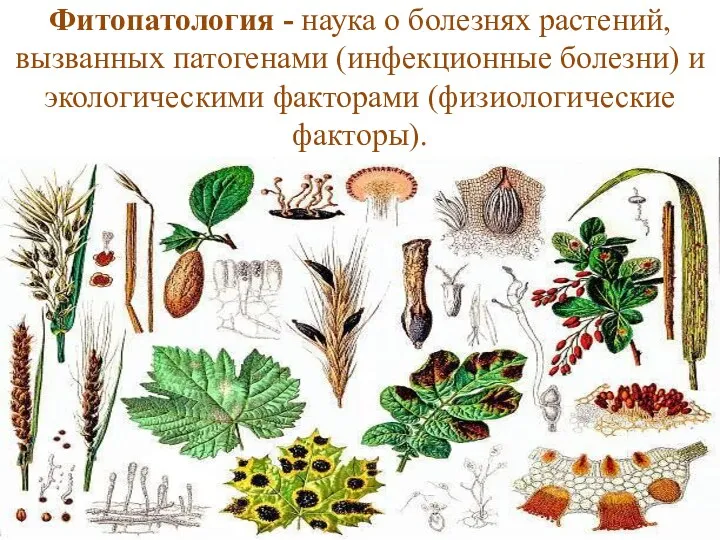 Фитопатология - наука о болезнях растений, вызванных патогенами (инфекционные болезни) и экологическими факторами (физиологические факторы).