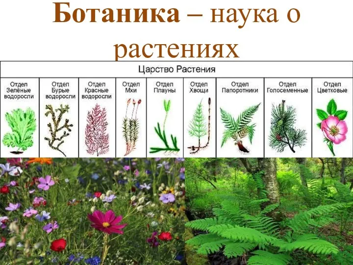 Ботаника – наука о растениях