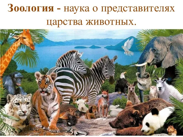 Зоология - наука о представителях царства животных.