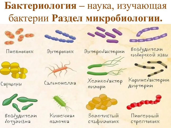 Бактериология – наука, изучающая бактерии Раздел микробиологии.