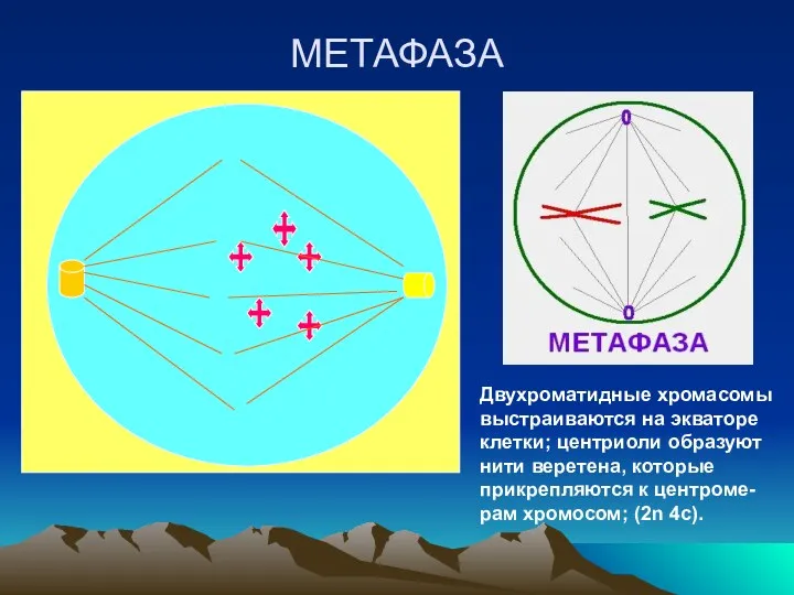 МЕТАФАЗА Двухроматидные хромасомы выстраиваются на экваторе клетки; центриоли образуют нити веретена, которые прикрепляются