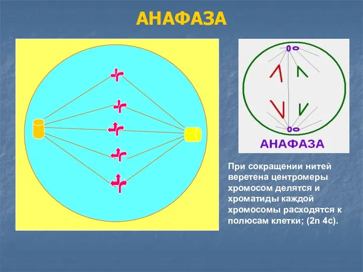 АНАФАЗА При сокращении нитей веретена центромеры хромосом делятся и хроматиды каждой хромосомы расходятся