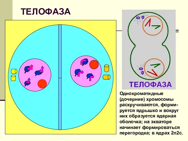 ТЕЛОФАЗА Однохроматидные (дочерние) хромосомы раскручиваются, форми-руется ядрышко и вокруг них образуется ядерная оболочка;