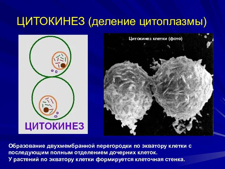ЦИТОКИНЕЗ (деление цитоплазмы) Образование двухмембранной перегородки по экватору клетки с последующим полным отделением