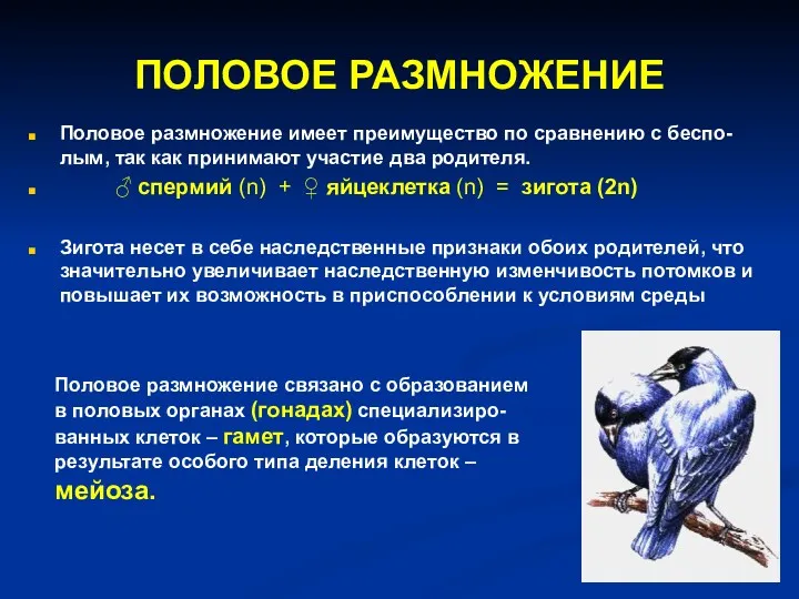 ПОЛОВОЕ РАЗМНОЖЕНИЕ Половое размножение имеет преимущество по сравнению с беспо-лым, так как принимают