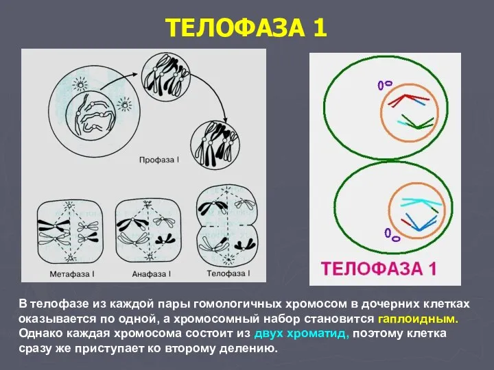 ТЕЛОФАЗА 1 В телофазе из каждой пары гомологичных хромосом в дочерних клетках оказывается