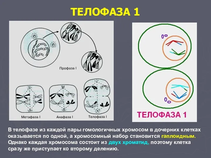 ТЕЛОФАЗА 1 В телофазе из каждой пары гомологичных хромосом в