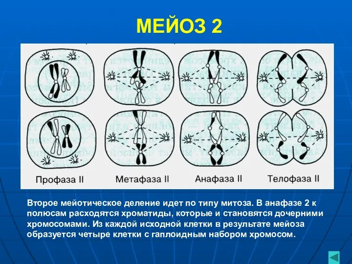 МЕЙОЗ 2 Второе мейотическое деление идет по типу митоза. В анафазе 2 к